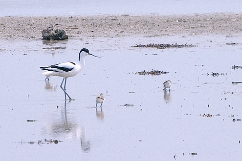 Klyde (Latin: Recurvirostra avosetta) med sine tre unger, Saltholm, Danmark