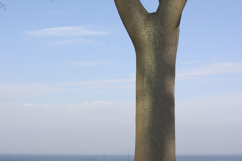 Træ ved Havet