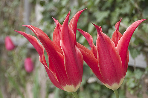 Uge 19 - To tulipaner ved Ordrupgaard