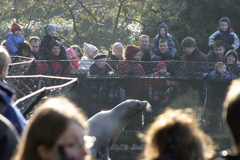Folk ser på søløver i Zoologisk Have (København).
