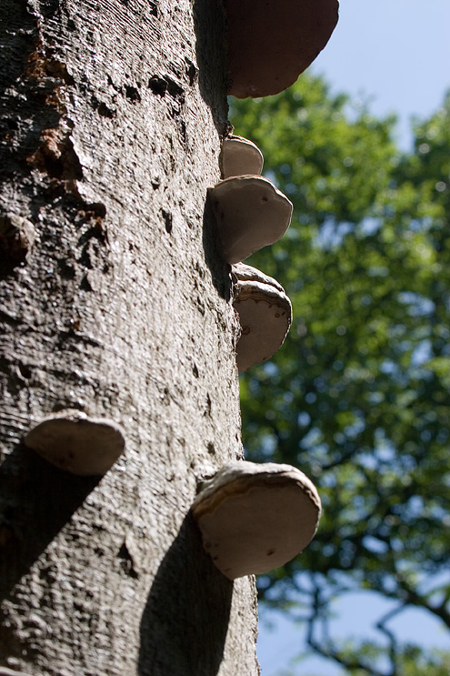 Fyrsvampe (Fomes fomentarius) på træ, Hallans Väderø (Sverige)