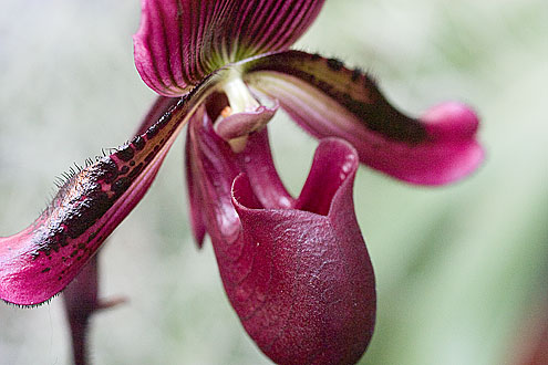 Orkidé (Paphiopedilum)